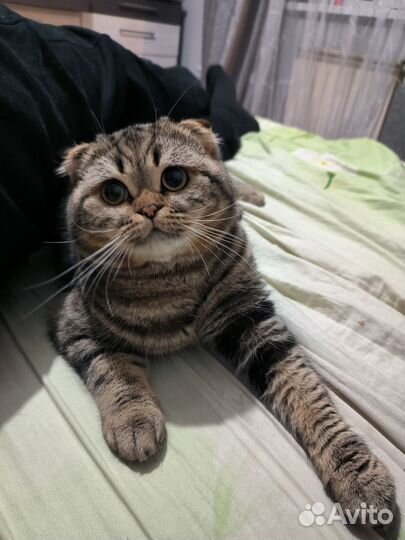 Шотландский кот вязка