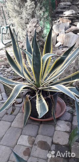 Растение Агава