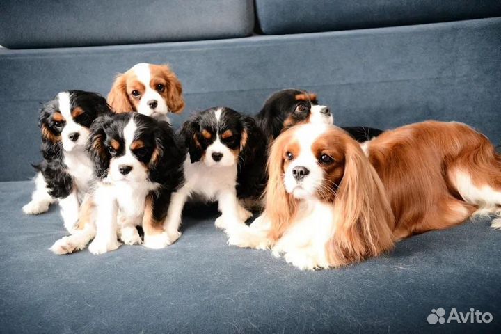 Вязка кавалер кинг чарльз спаниель
