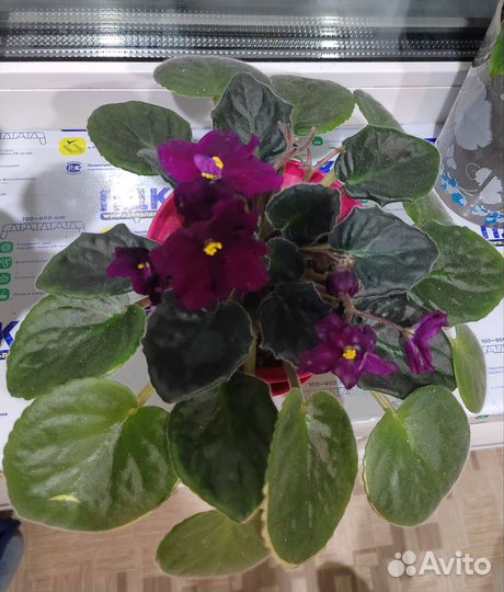 Комнатные цветы разные