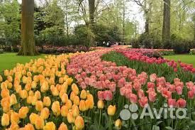Тюльпаны опт