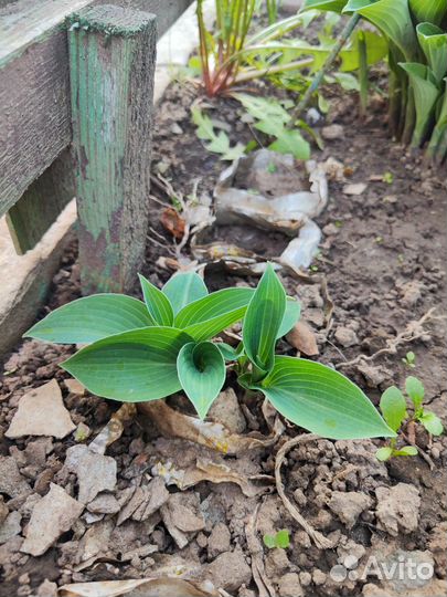 Примулы, маргаритки