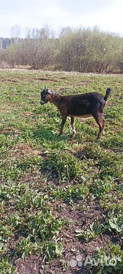 Нубийские козлята