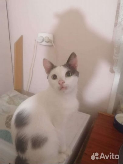 Котик