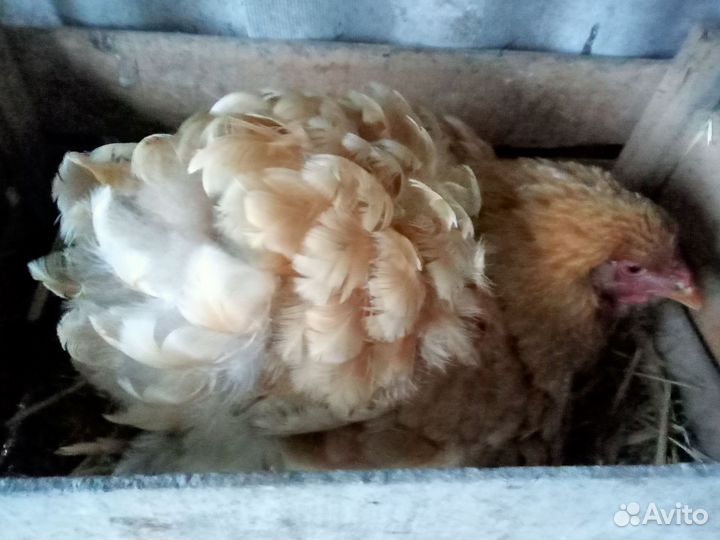 Курица наседка
