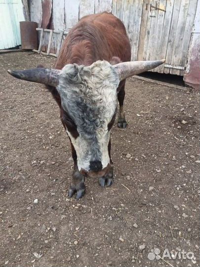 Бык на мясо