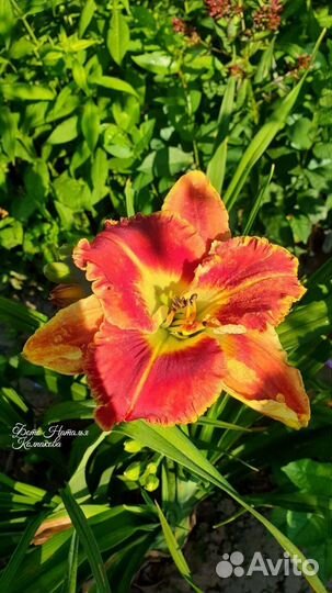 Лилейники сортовые