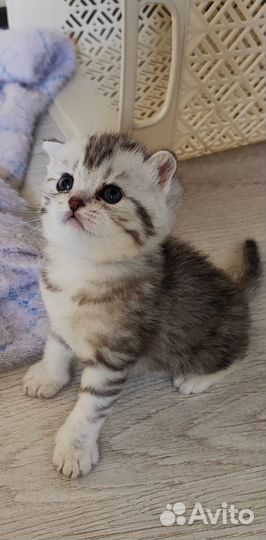 Шотландские котята