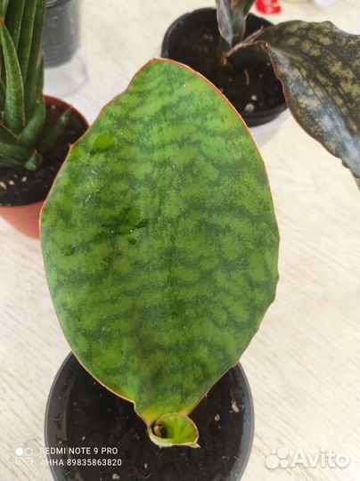 Сансевиерия сортовая редкая masoniana Congo