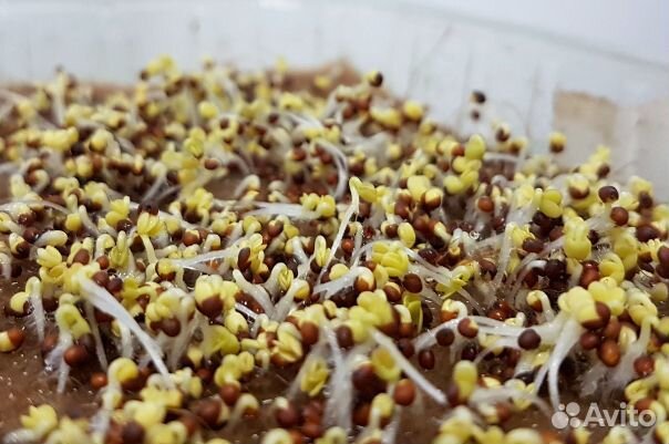 Семена для микрозелени