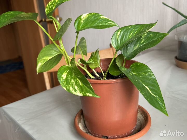 Сциндапсус, Филодендрон краснеющий