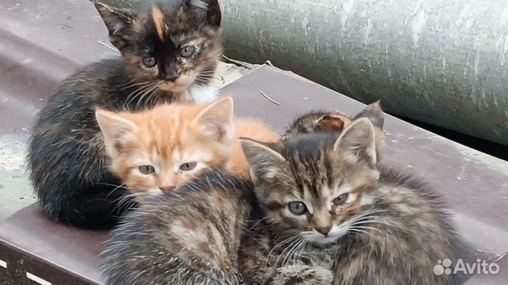 Кошка в дар