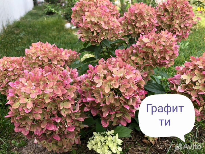 Метельчатые гортензии