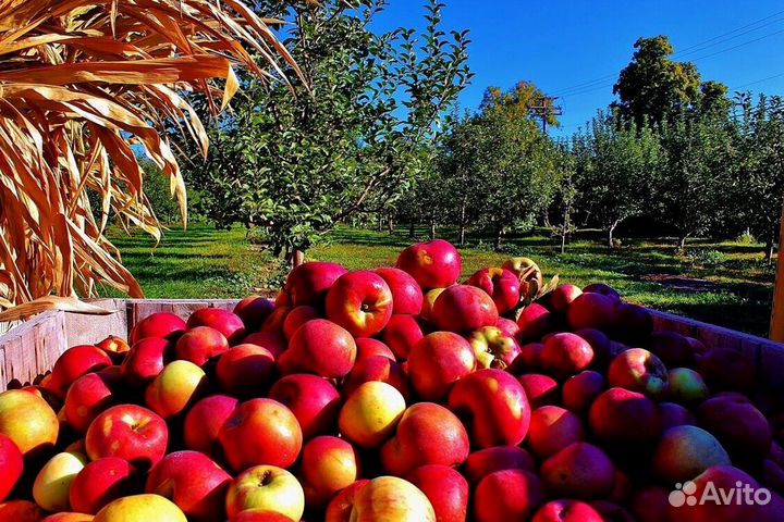 Сборщик яблок