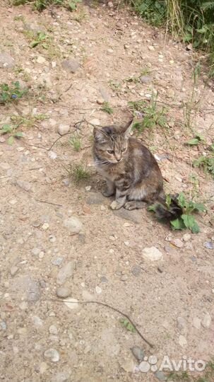 Кошечка в добрые руки
