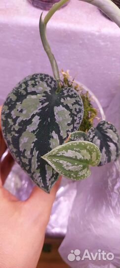 Сциндапсус Эпипремнум 9 сортов