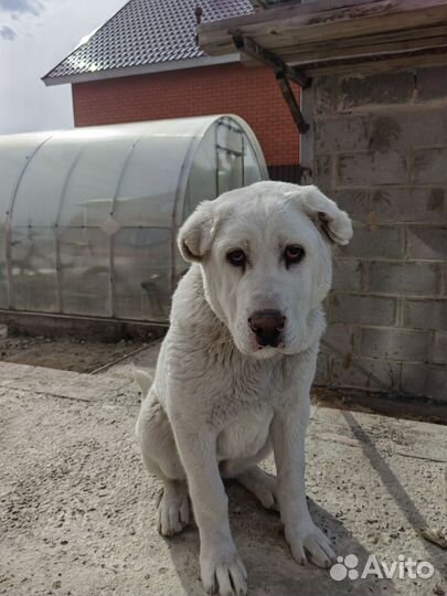 Среднеазиатская овчарка алабай в добрые руки