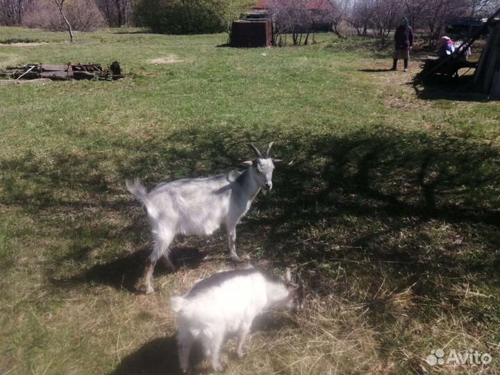 Коза дойная
