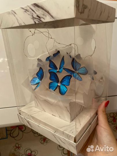 Аквариум с бабочками