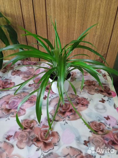 Хлорофитум