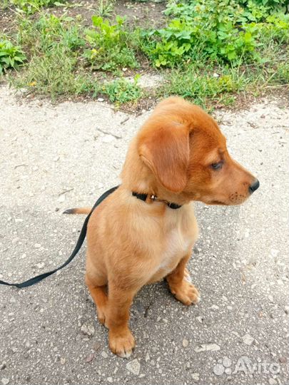 Отдаю щенка