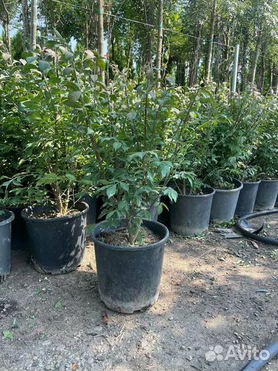 Бересклет крылатый/С10/12 60+ см