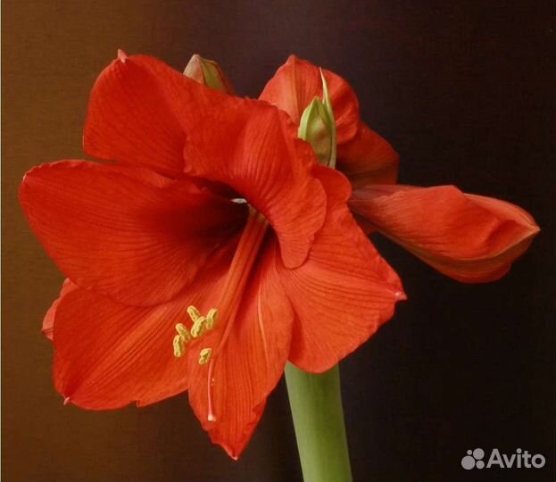 Гиппеаструм