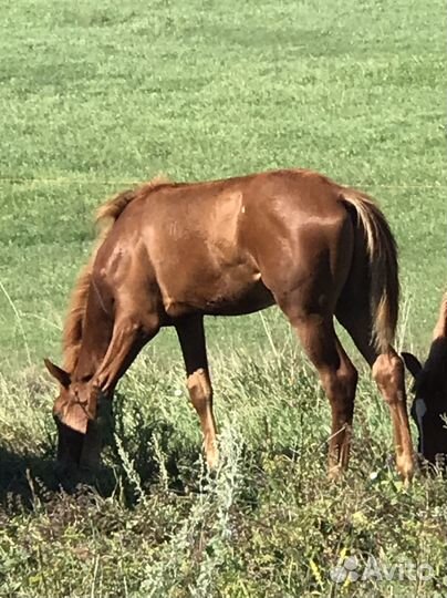 Жеребенок полукровный чк