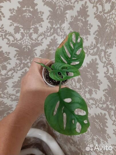 Филодендроны