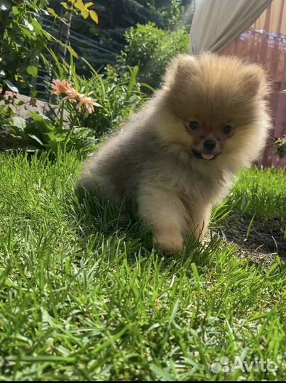 Померанский шпиц мини щенок мальчик