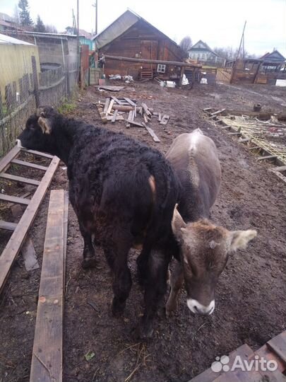 2бычка на откорм