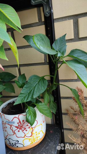 Саженцы сладкого перца