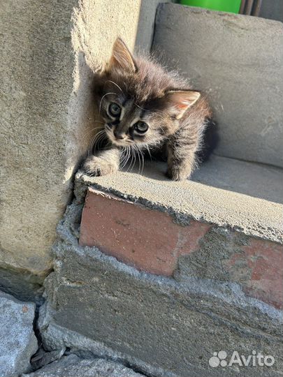 Котята бесплатно