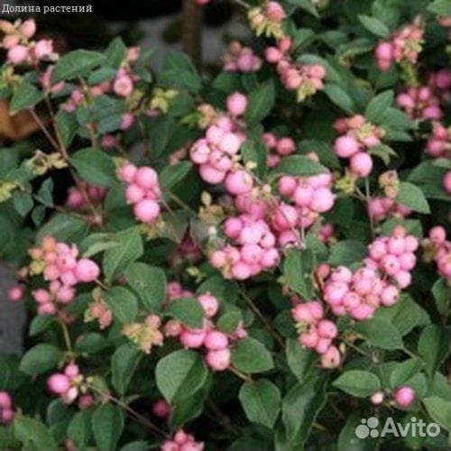 Снежноягодник Мазер оф Перл (1 саженец в горшке