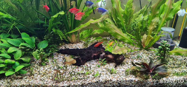 Аквариум под ключ(1100дх400шх510в)