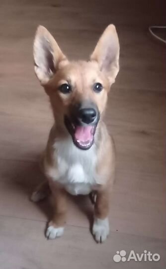 Щенок Маленькая собака дворняжка в добрые руки