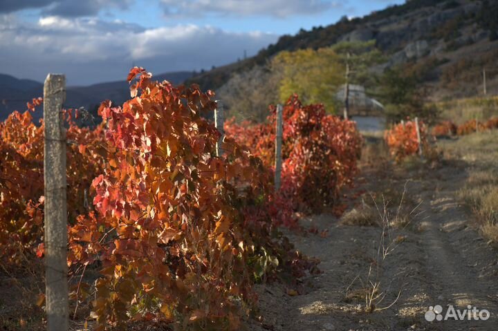 516 Красные виноградники, кисти А. Давыдченко