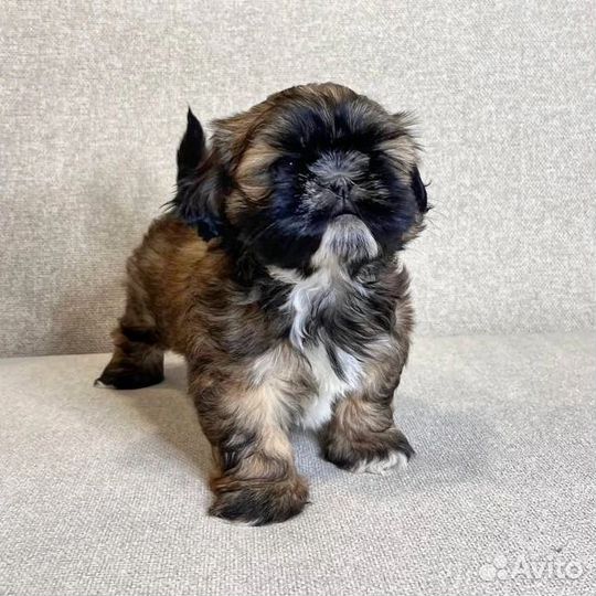 Щенки ши-тцу