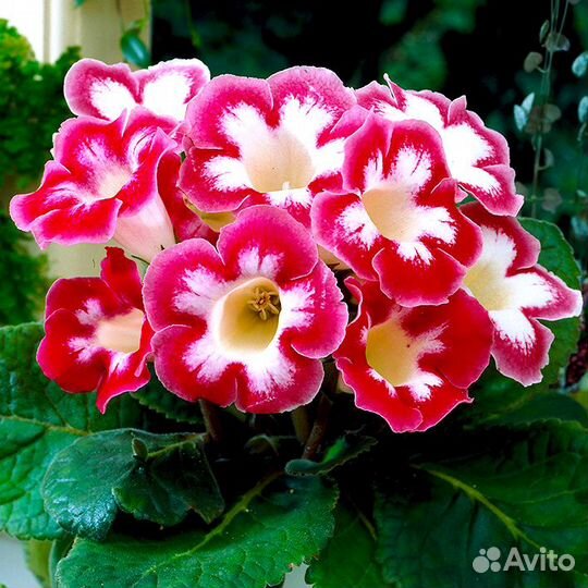 Глоксиния клубни и укорененные листочки