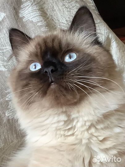 Невский маскарадный кот на вязку