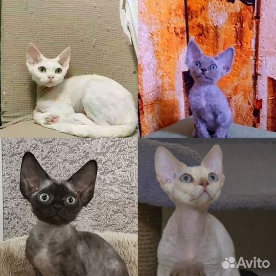Котята девон-рекс(Доставка)