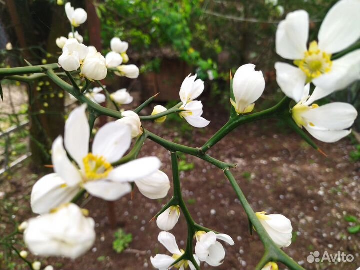 Трифолиата (дикий лимон),саженцы и плоды