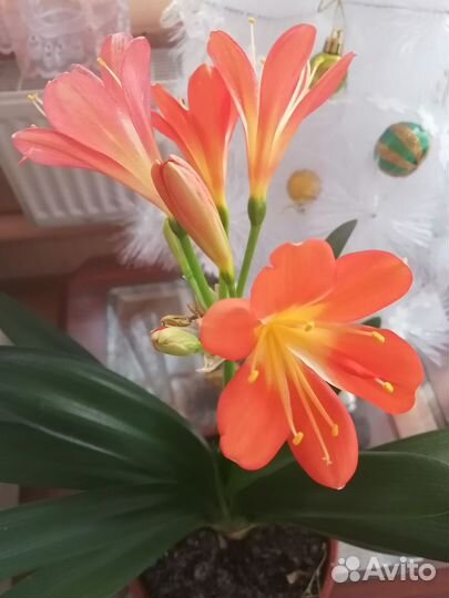 Цветок кливия