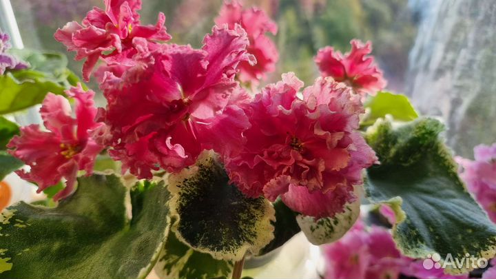 Детки фиалки Шикарный мак