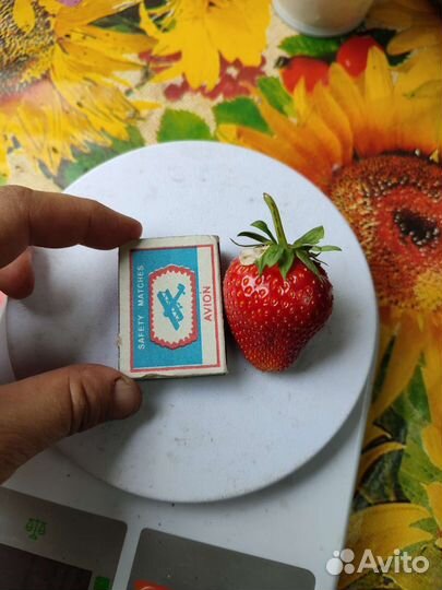 Клубника ранняя Сандра, Флавия, Эльвира