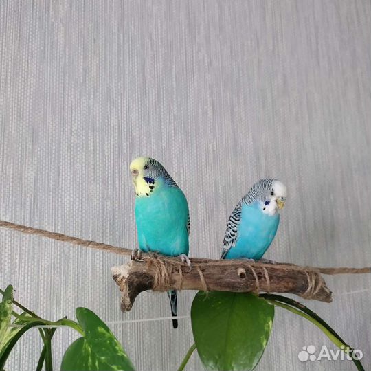 Передержка грызунов и птиц