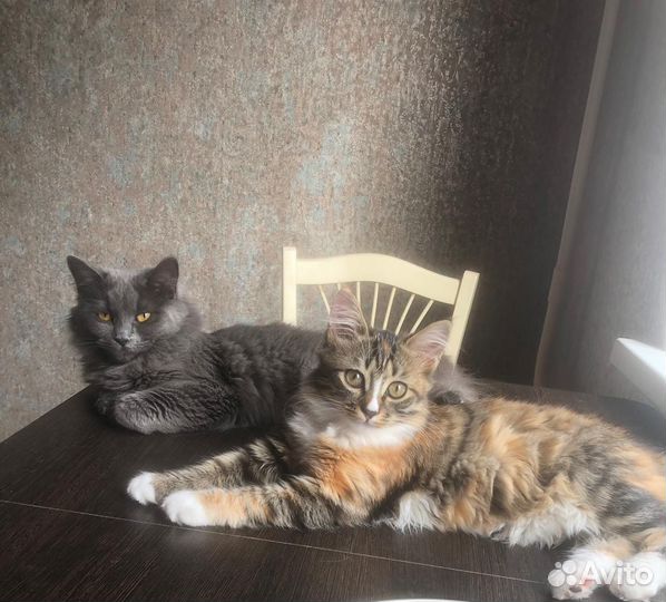 Кошки в добрые руки