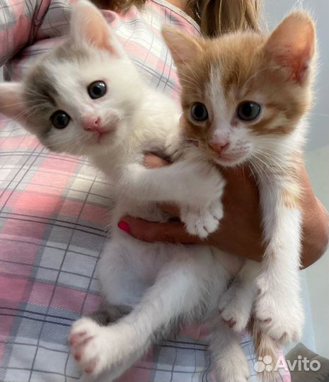 Котята