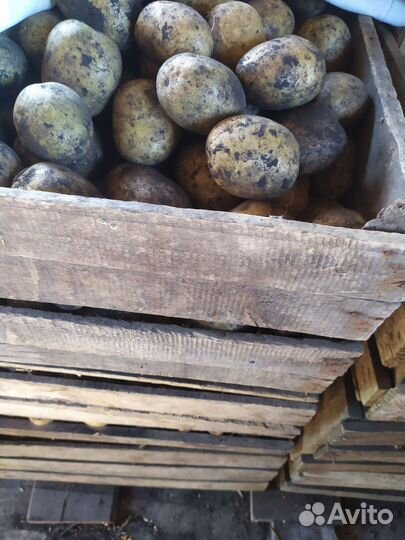 Картофель для еды