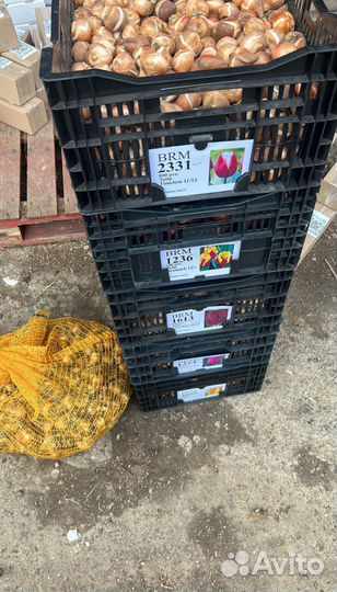 Луковицы тюльпанов оптом в наличии